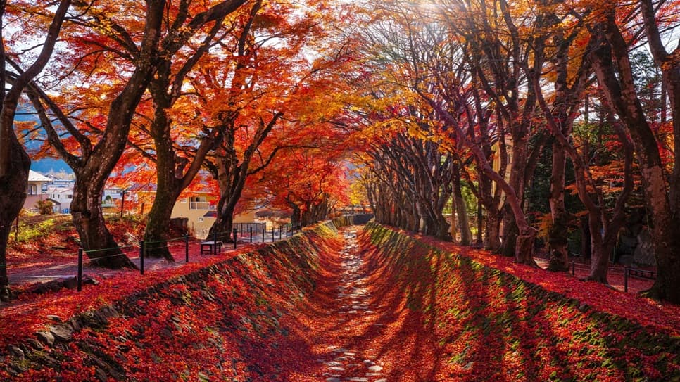 Momiji Kairo Kawaguchiko