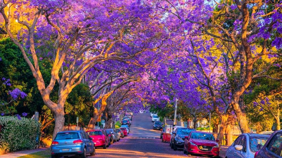 Tận hưởng khung trời mùa xuân tại Sydney