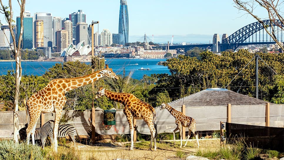 Sydney Zoo