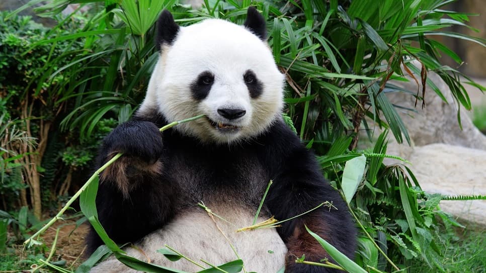 Chengdu Panda Base