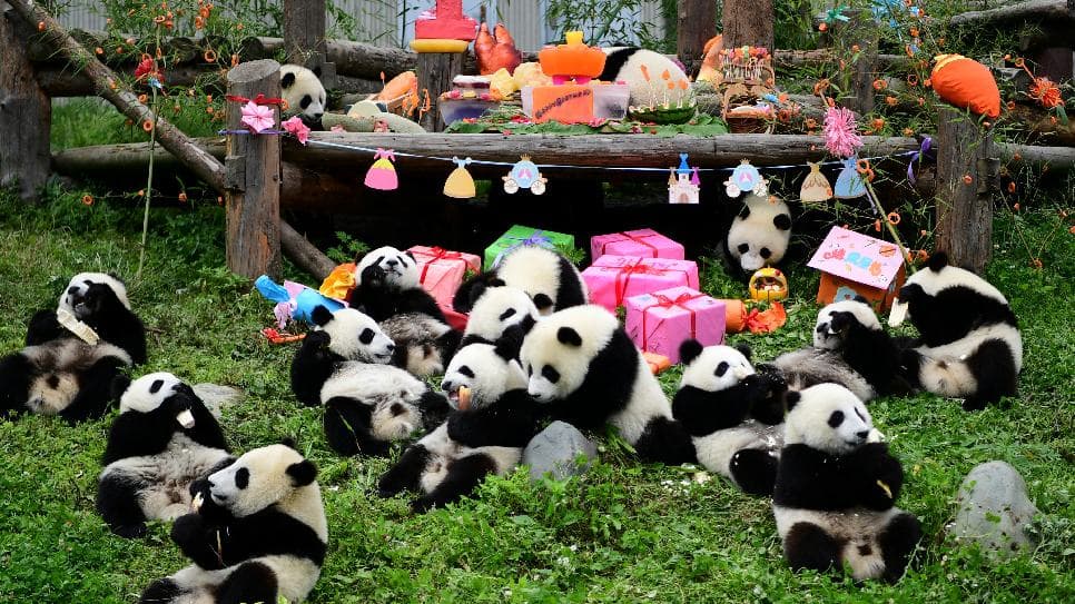 Close-up view of the adorable "national treasures"