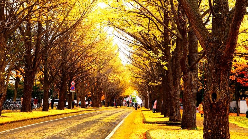 Hokkaido University