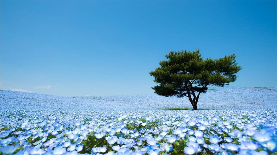 Lễ hội Ngắm hoa Nemophila 