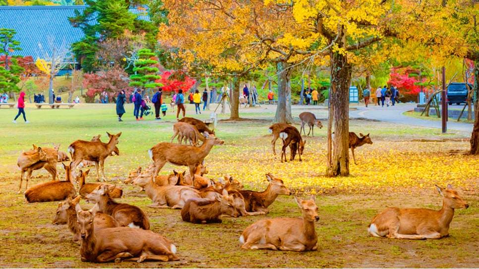 Nara Park