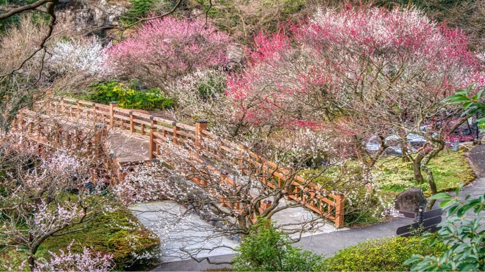 Vườn Atami Plum Garden