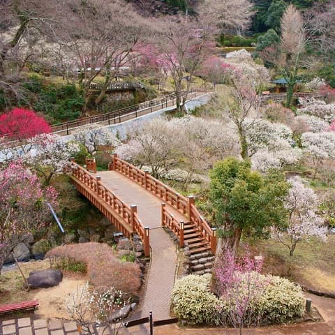 JAPAN: PLUM BLOSSOM SEASON IN FULL BLOOM