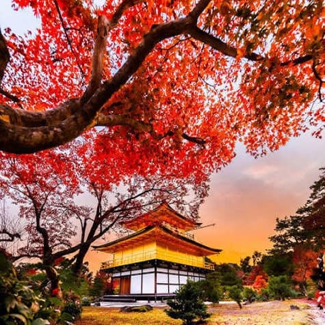 JAPAN: AUTUMN GOLDEN COLORS 2026