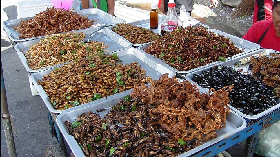 Chợ côn trùng Skun