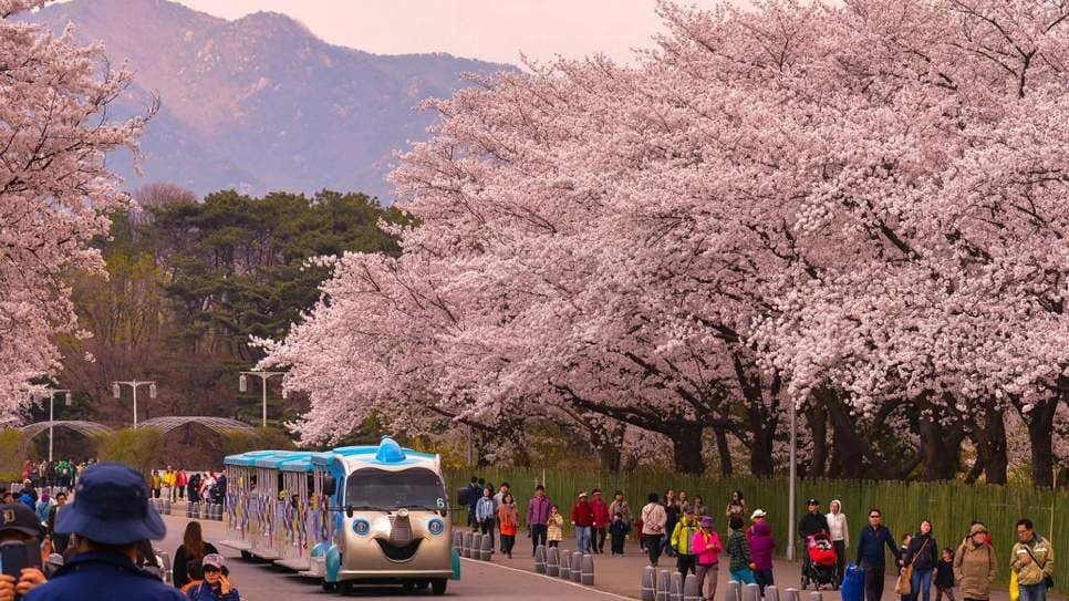 Lễ hội hoa xuân Yeongdeungpo Yeouido 