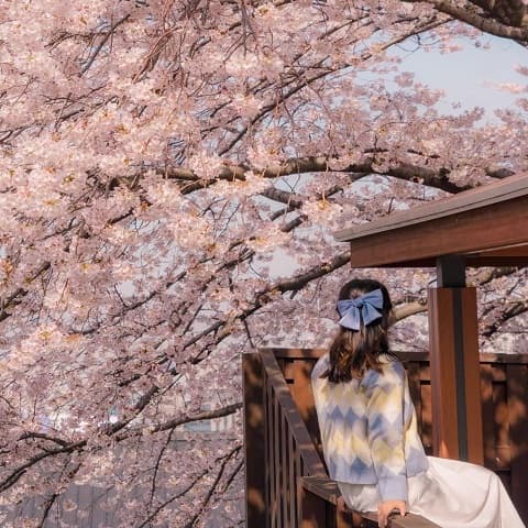 BUSAN – GYEONGJU TOUR: A DREAMY SEASON OF FLOWERS