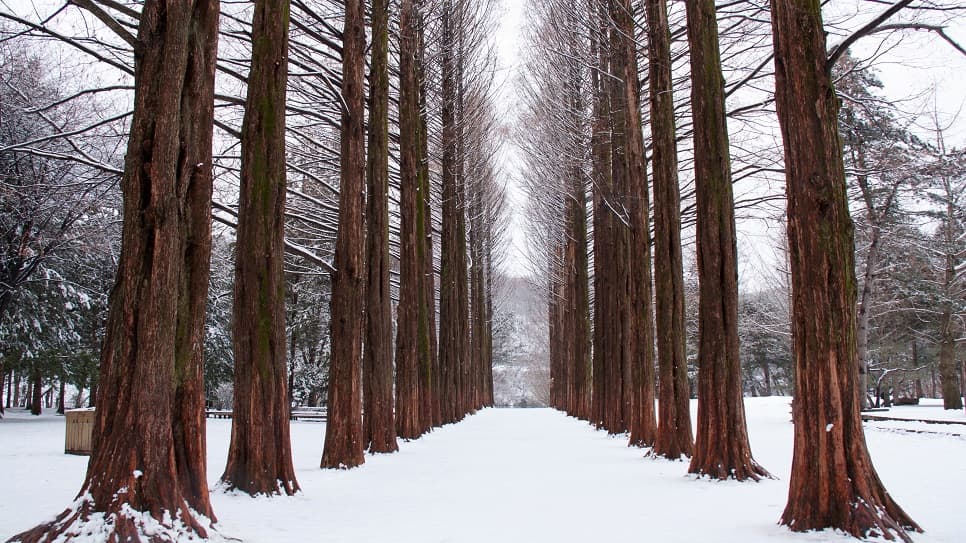 Romantic scenery on Nami Island
