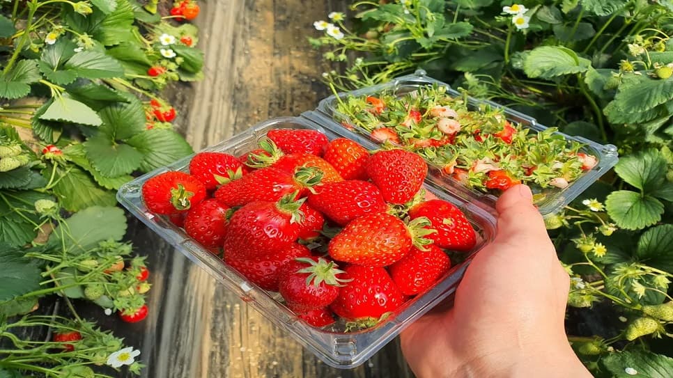 Strawberry picking and tasting experience in the garden