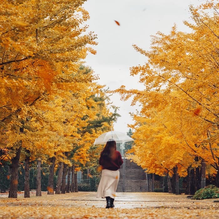 SOUTH KOREA: AUTUMN ROMANCE IN SEOUL