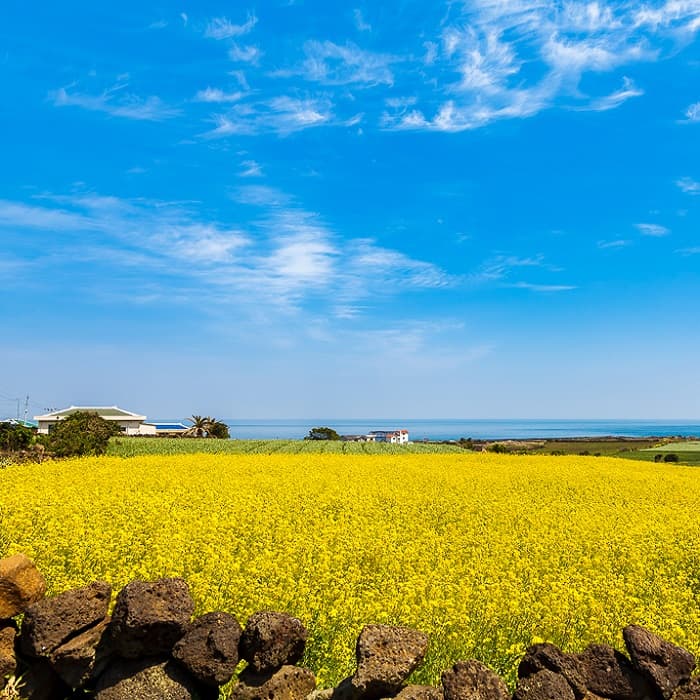 HÀN QUỐC: KHÁM PHÁ ĐẢO TÌNH YÊU JEJU - BUSAN