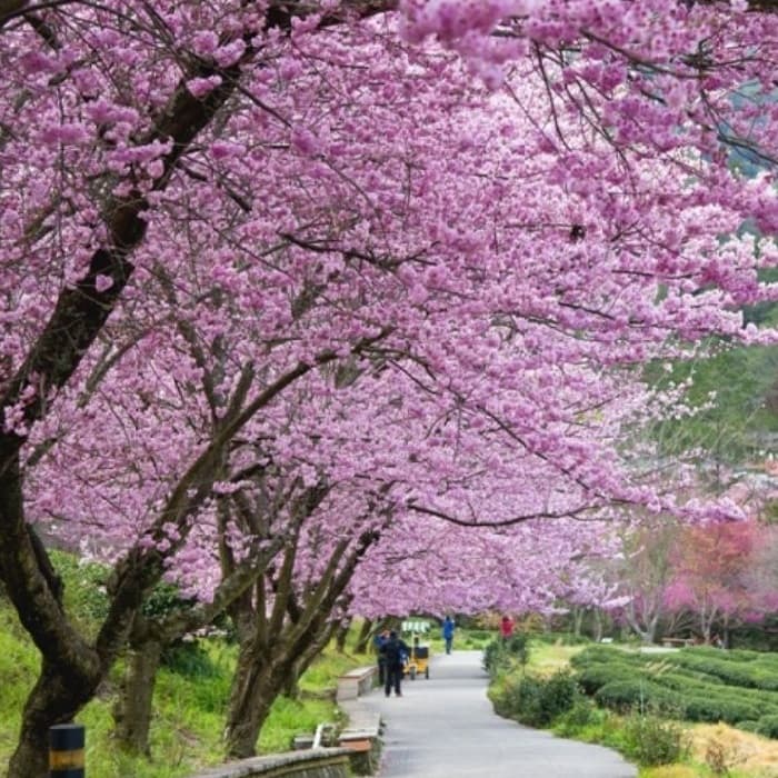 CELEBRATE TET IN TAIWAN - ADMIRE CHERRY BLOSSOMS - FLY VJ