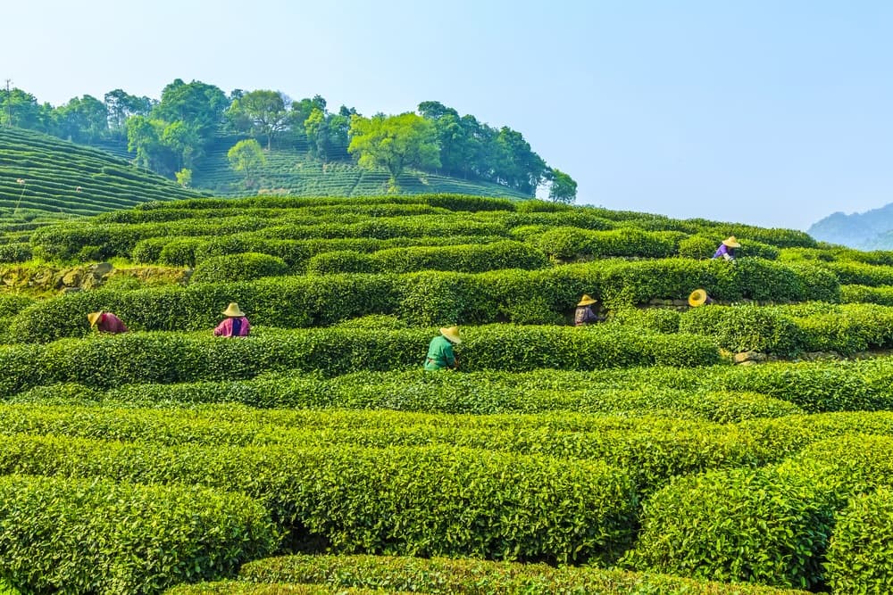 Làng trà Long Tỉnh
