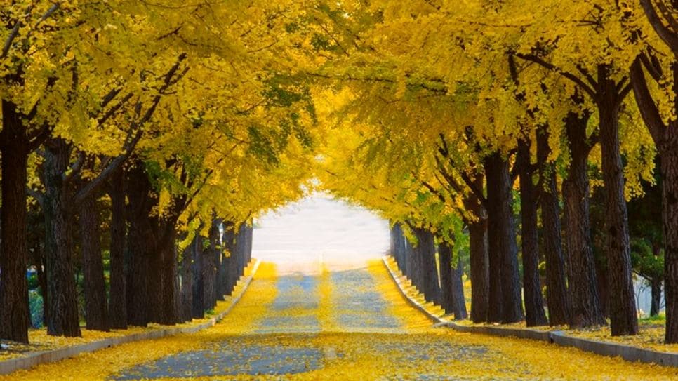 Ginkgo Diaoyutai