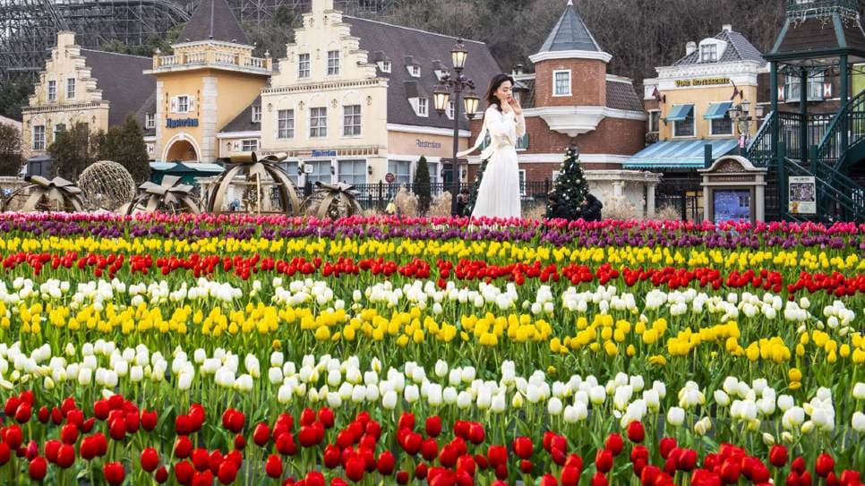 Everland với Lễ hội hoa Tulip