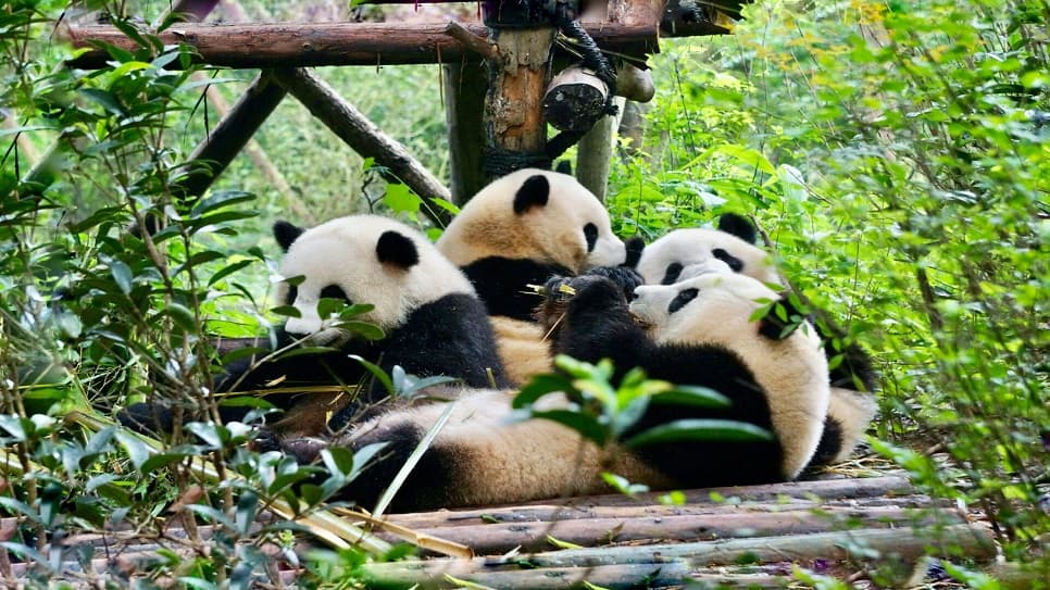 Panda Base